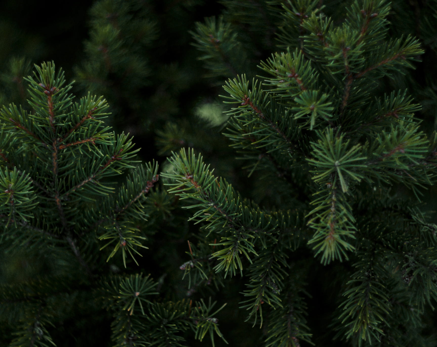 Rovaniemi – Jokelan hautaustoimisto